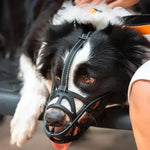 Dog Muzzle Adjustable Breathable Anti-Bite & Anti-Bark