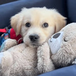 Dog Plush Toy Realistic Breathing Motion & Gentle Sounds