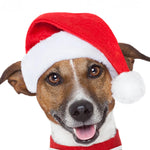 Dog Santa Hat Plush Soft-Lined Adjustable Fit