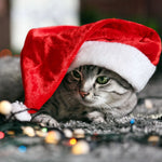 Dog Santa Hat Plush Soft-Lined Adjustable Fit