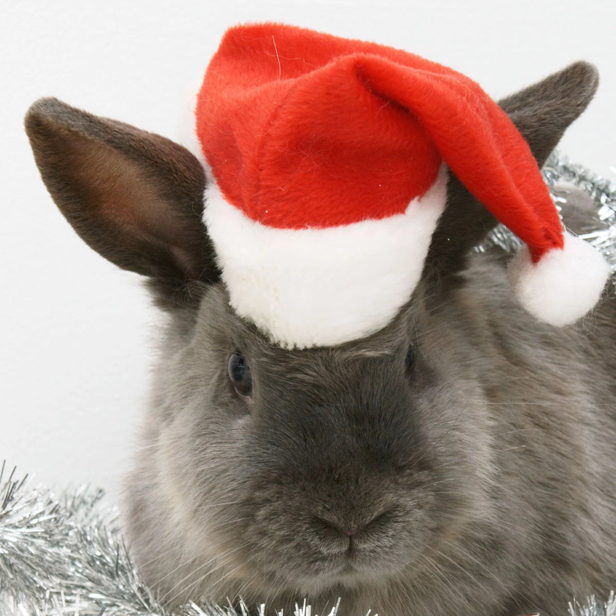 Dog Santa Hat Plush Soft-Lined Adjustable Fit