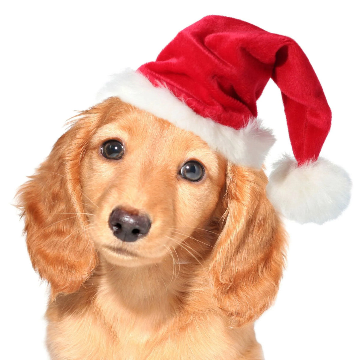 Dog Santa Hat Plush Soft-Lined Adjustable Fit