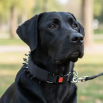 Dog Training Collar Stainless Steel Nylon-Covered Adjustable Fit