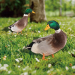Garden Decoration Double-Sided Duck Print