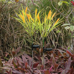 Garden Light Solar Powered Seven-Head Warm Glow