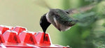 Hummingbird Feeder Ant-Proof & Bee-Resistant 12 Oz