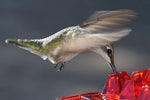 Hummingbird Feeder Ant-Proof & Bee-Resistant 12 Oz