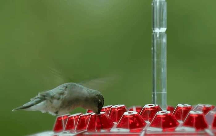 Hummingbird Feeder Ant-Proof & Bee-Resistant 12 Oz