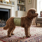 Male Dog Belly Bands Absorbent Washable 3-Pack