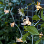 Outdoor String Lights Solar-Powered Bee-Shaped Set of 20
