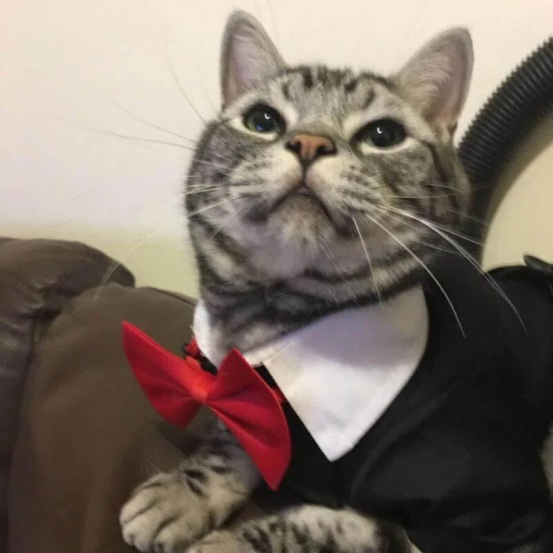 Pet Costume Black Formal Jumpsuit with Collar & Red Tie