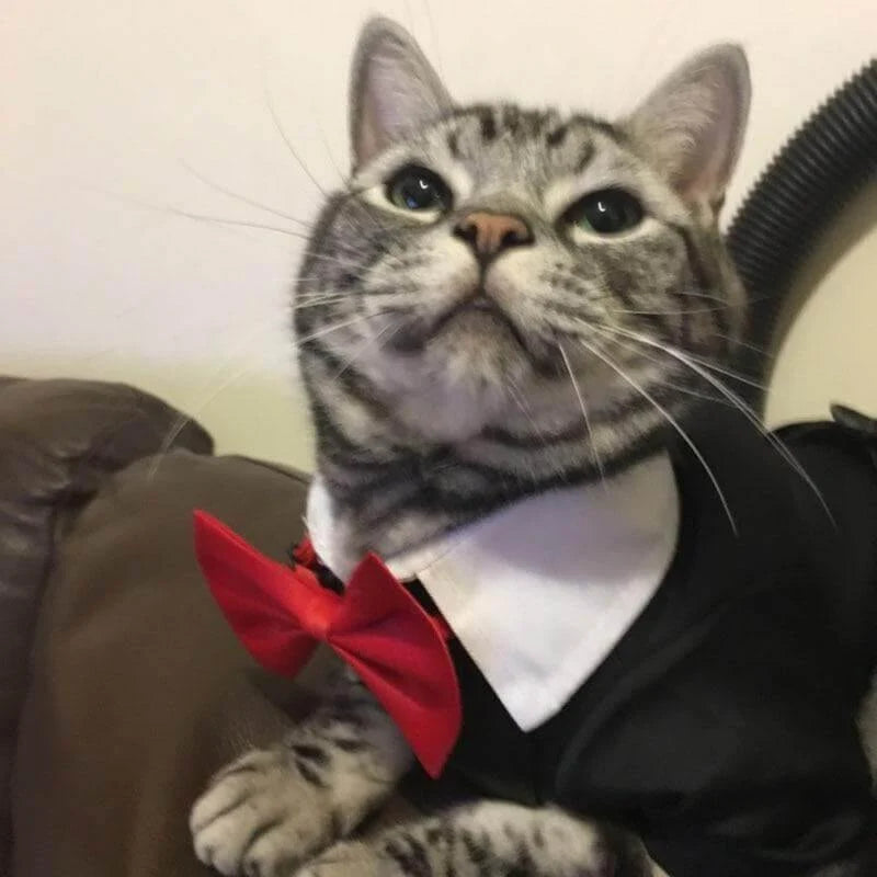 Pet Costume Black Formal Jumpsuit with Collar & Red Tie