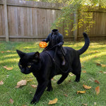 Pet Costume Headless Horseman Light-Up Pumpkin Head