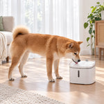 Pet Water Fountain Continuous Circulation Built-In Filtration 0.53 Gallon