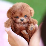 Plush Puppy Robotic Walking Barking & Sitting