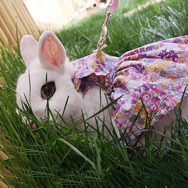 Rabbit Dress Breathable Polyester Adjustable Neck With Leash