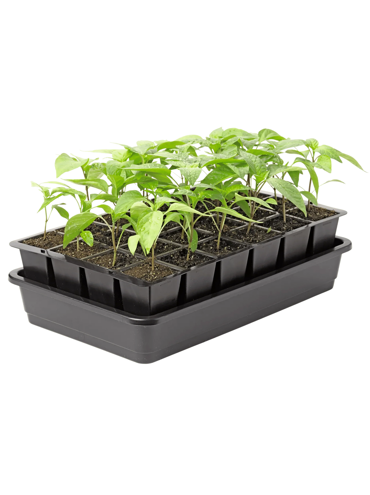 Seed Starter Kit Self-Watering Reusable BPA-Free Tray