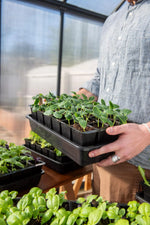 Seed Starter Kit Self-Watering Reusable BPA-Free Tray
