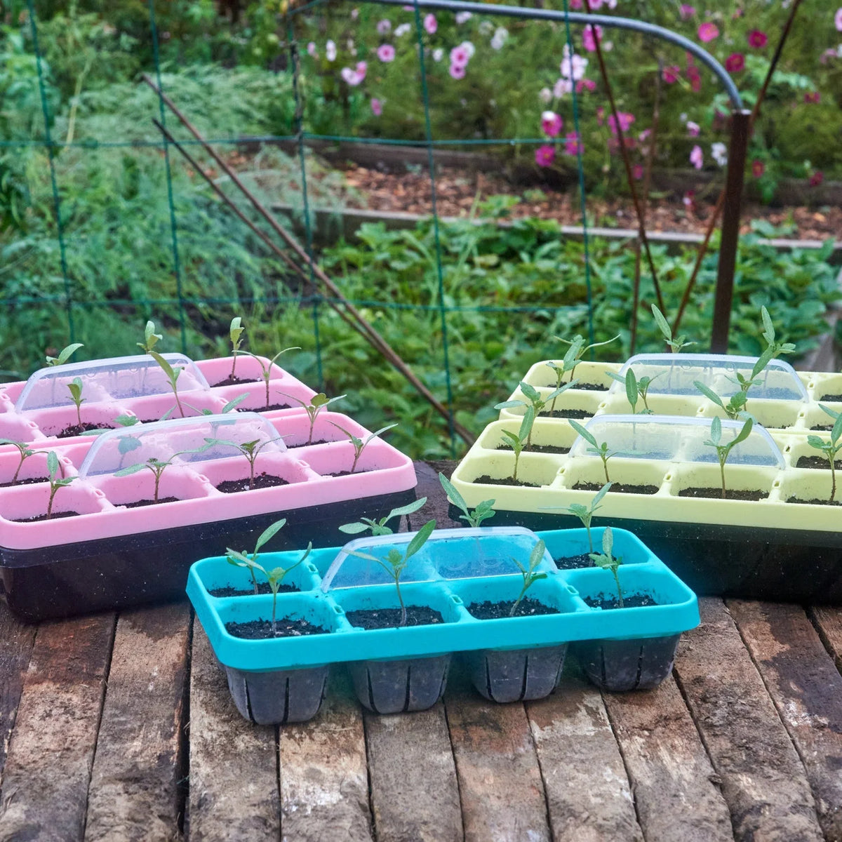 Seed Starting Tray Clear Reusable 16-Cell Set