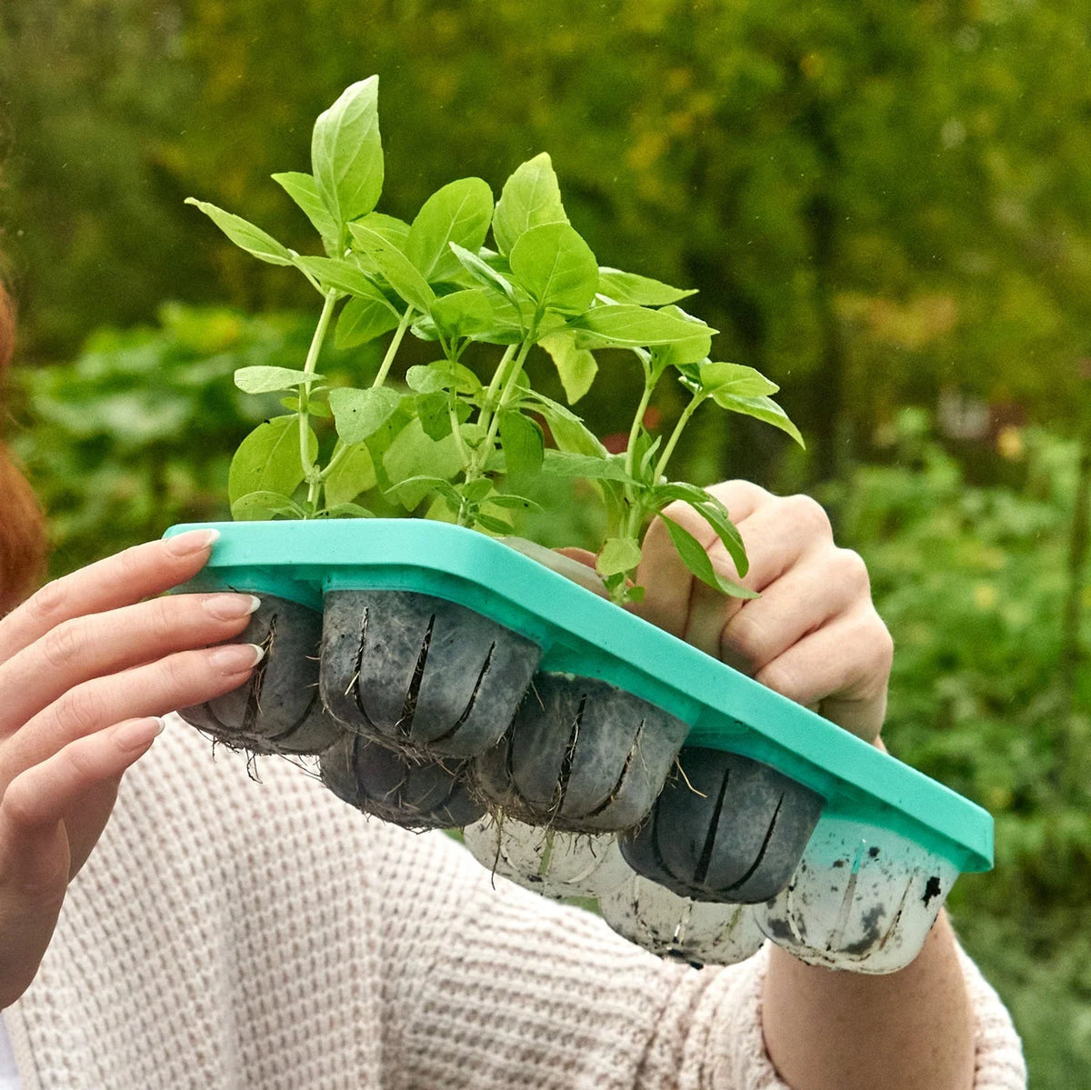 Seed Starting Tray Clear Reusable 16-Cell Set