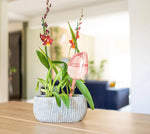 Self-Watering Plant Globe Tulip-Shaped Glass Slow-Release