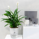 Self-Watering Planter Built-In Water Reservoir Lightweight Plastic