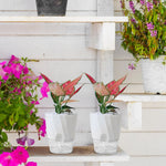 Self-Watering Planter Built-In Water Reservoir Lightweight Plastic