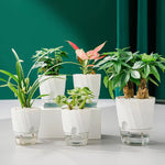 Self-Watering Planter Built-In Water Reservoir Lightweight Plastic