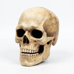 Skull Mask Full-Head Latex Movable Jaw Anatomical Design