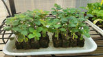 Soil Block Maker Zinc-Plated Steel 20 Blocks Per Press