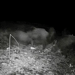 Trail Camera 16MP Infrared Night Vision 0.7-Second Trigger Speed