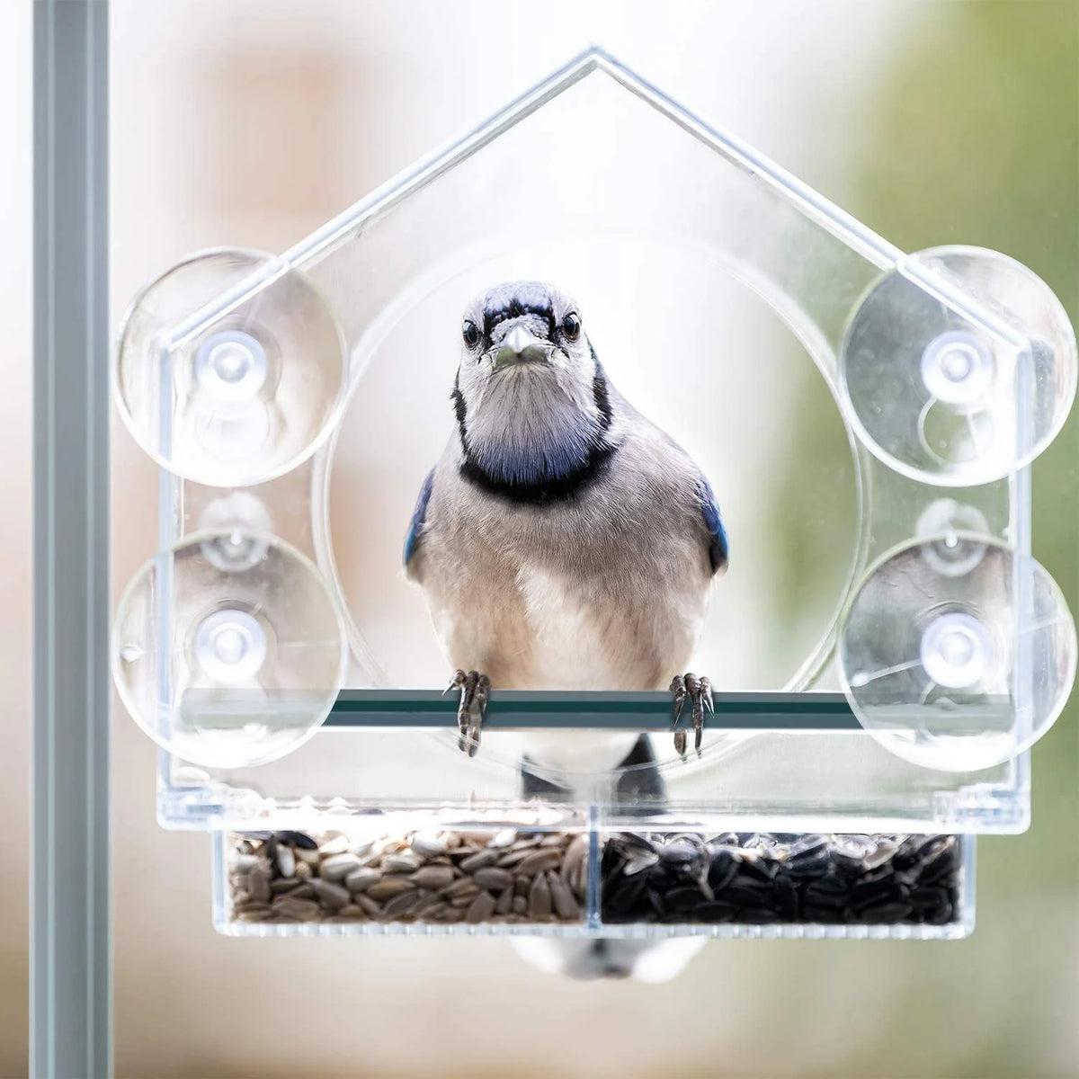 Window Bird Feeder Clear Acrylic Suction Cup Mount