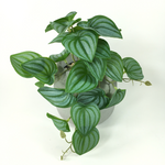 Green Dream – The easy-care hanging plant for every room