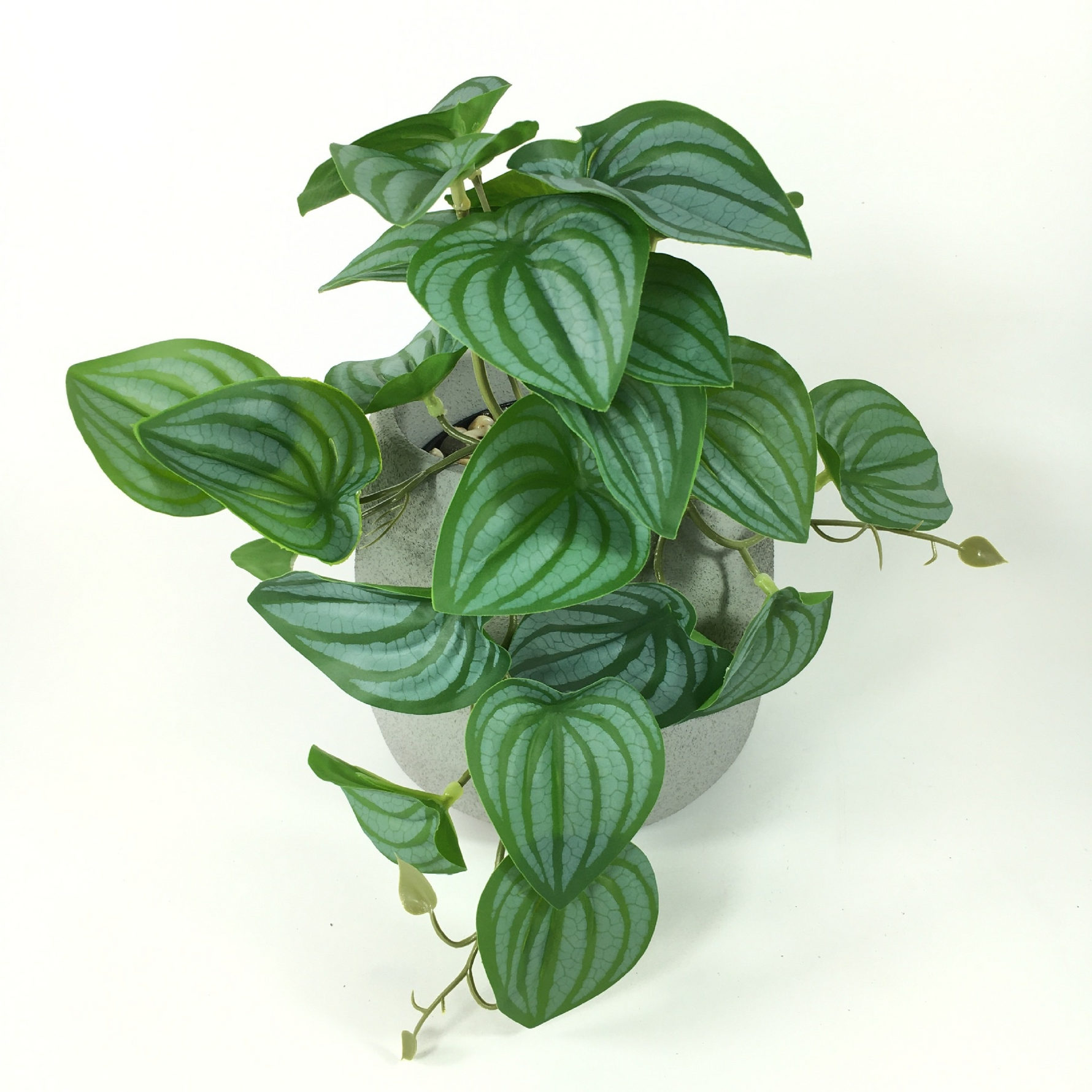 Green Dream – The easy-care hanging plant for every room