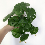 Green Dream – The easy-care hanging plant for every room