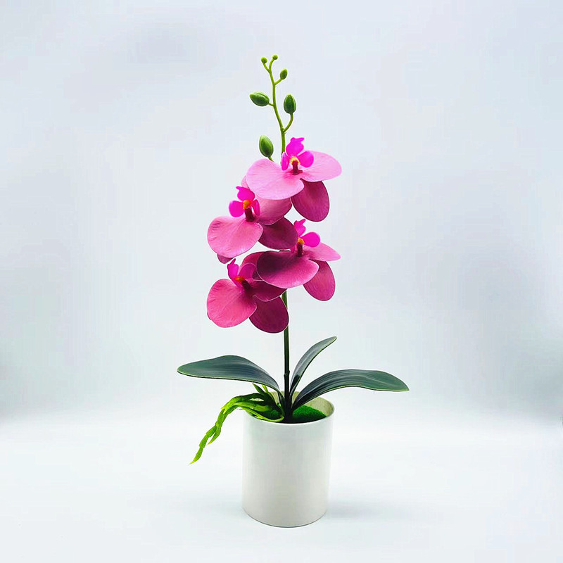 Everlasting Blooms – Easy-Care Orchids for Every Room