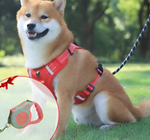 Hundegeschirr gegen Ziehen - FlexiFit