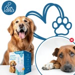 Pet Relaxation Diffuser – Stress-Free Well-being