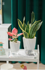AquaCare Self-Watering Planter | Transparent Dual System | Automatic Water Supply