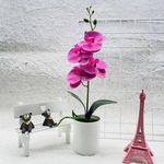 Everlasting Blooms – Easy-Care Orchids for Every Room
