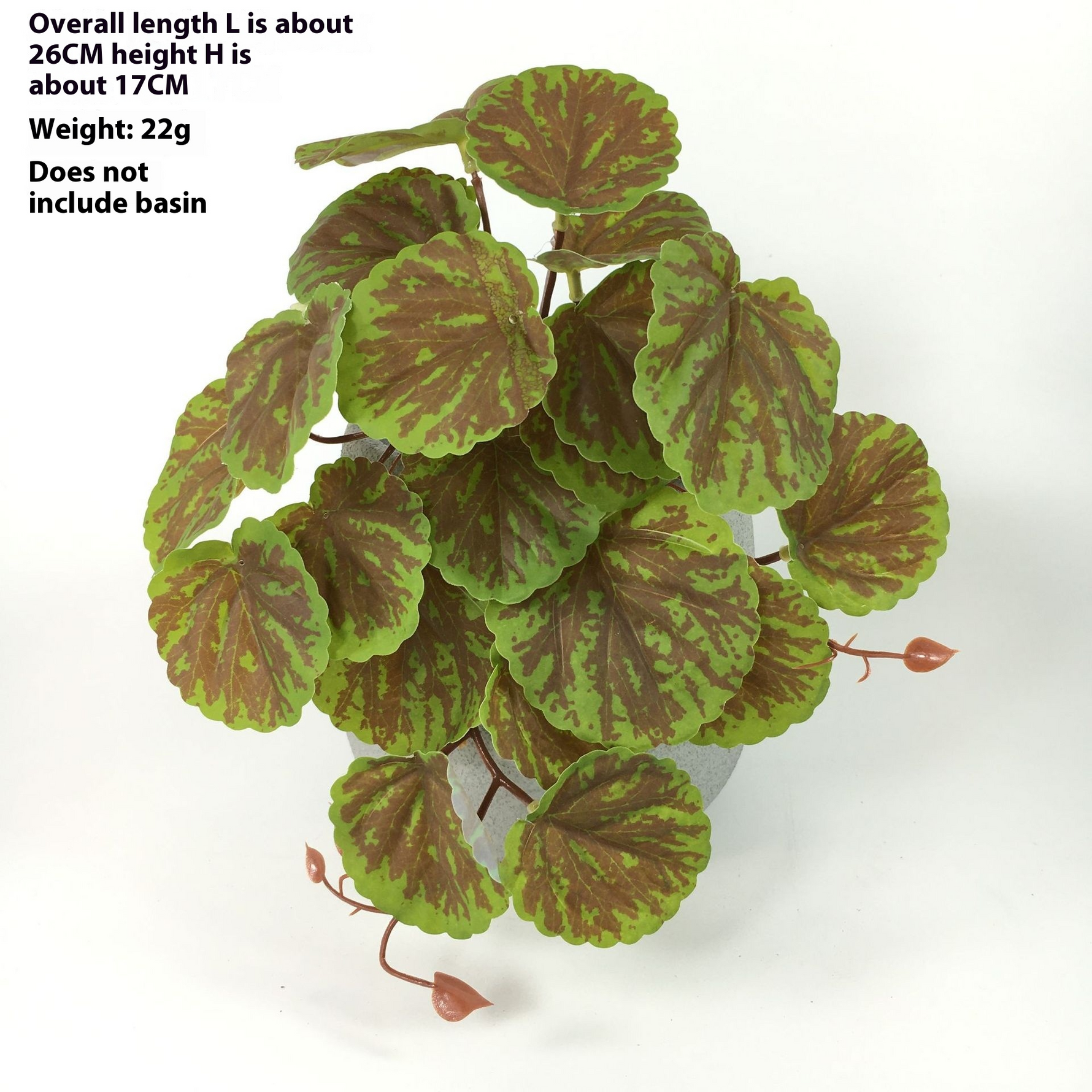 Green Dream – The easy-care hanging plant for every room