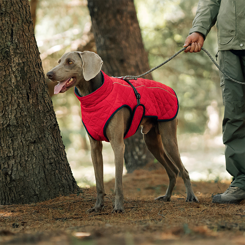 Dog Winter Coat – For warm and safe walks