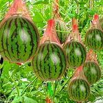 Fruit Protection Net 100-Pack | Robust Support Net | 30 cm | Ideal for Melons & Pumpkins