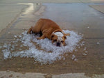 CoolPaws - Keep Your Dog Fresh and Relaxed All Day Long
