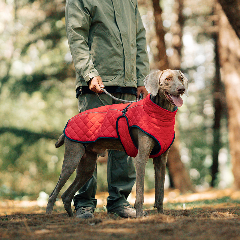 Dog Winter Coat – For warm and safe walks