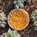 VitalGrow Long-Term Fertilizer 250g | Universal NPK 14-14-14 for Healthy Plants