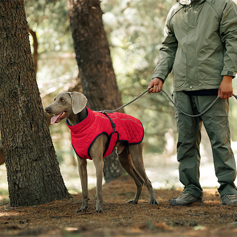 Dog Winter Coat – For warm and safe walks
