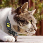 Real-Time Cat GPS Locator with No Subscription Fee