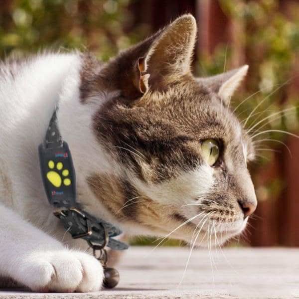 Real-Time Cat GPS Locator with No Subscription Fee