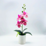 Everlasting Blooms – Easy-Care Orchids for Every Room